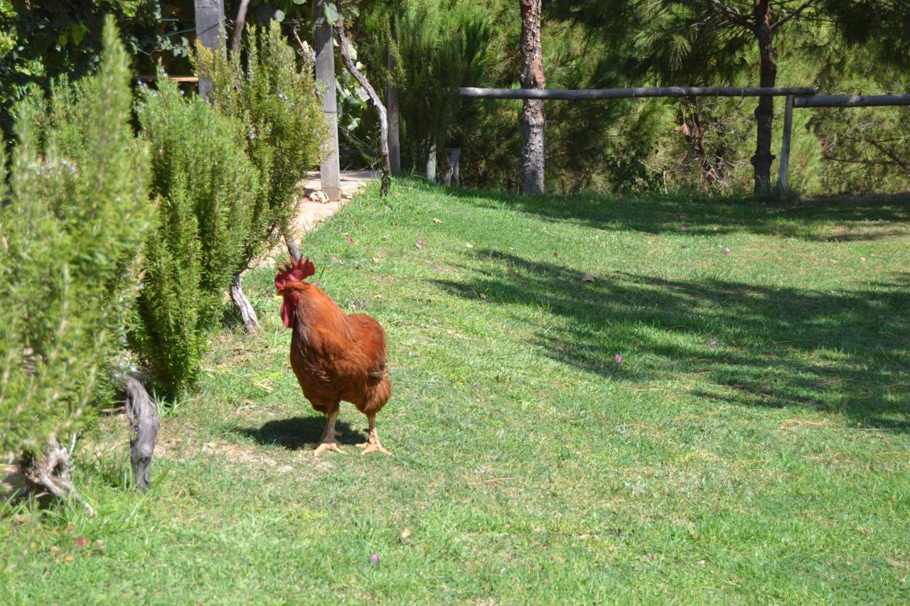 Casa De Campo Vale Do Asno Altura Zewnętrze zdjęcie